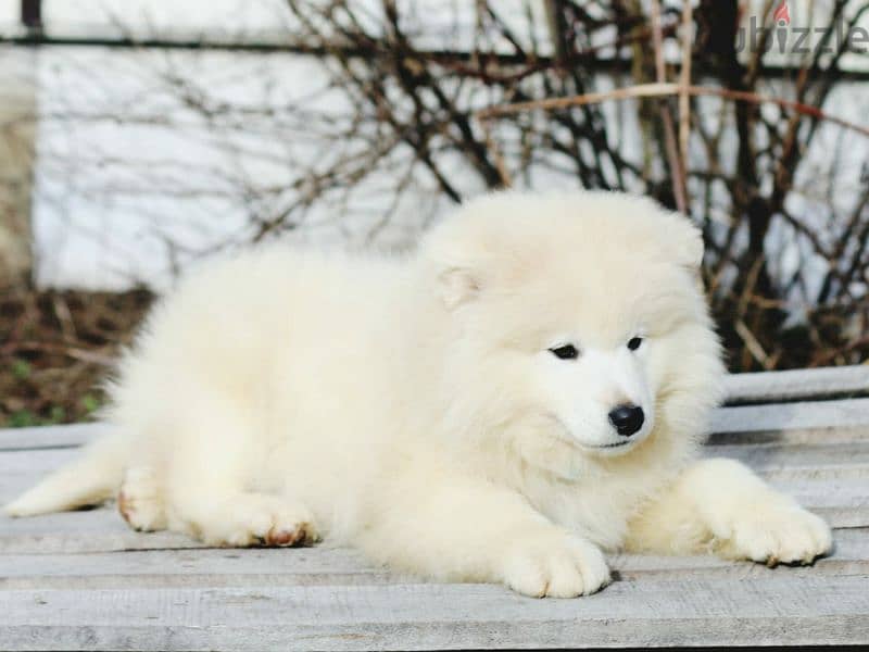 Samoyed puppies Males Documents FCI From Russia 1