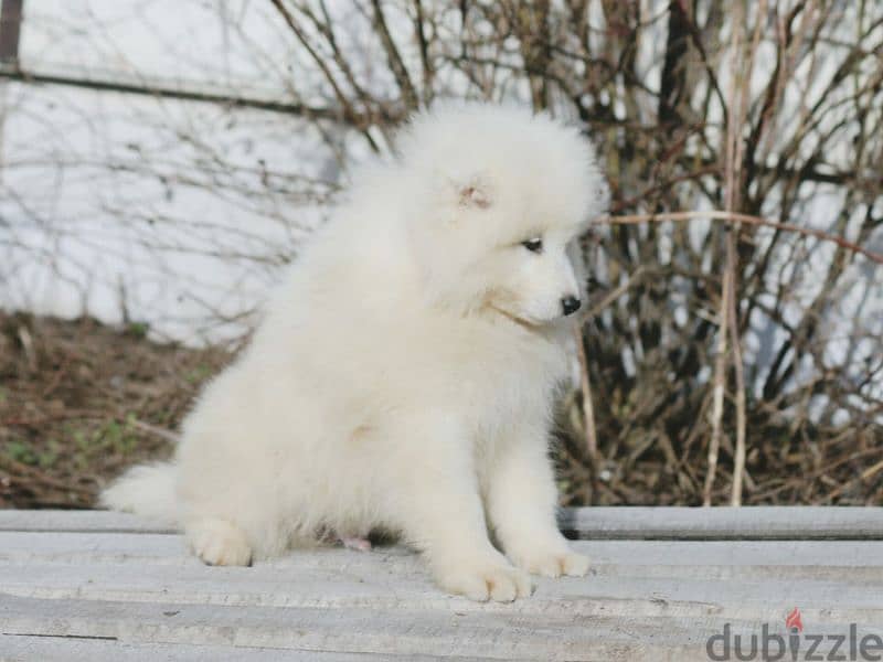 Samoyed puppies Males Documents FCI From Russia 2