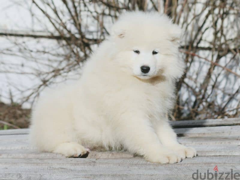Samoyed puppies Males Documents FCI From Russia 3