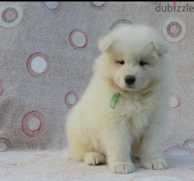 Samoyed puppies Males Documents FCI From Russia 4
