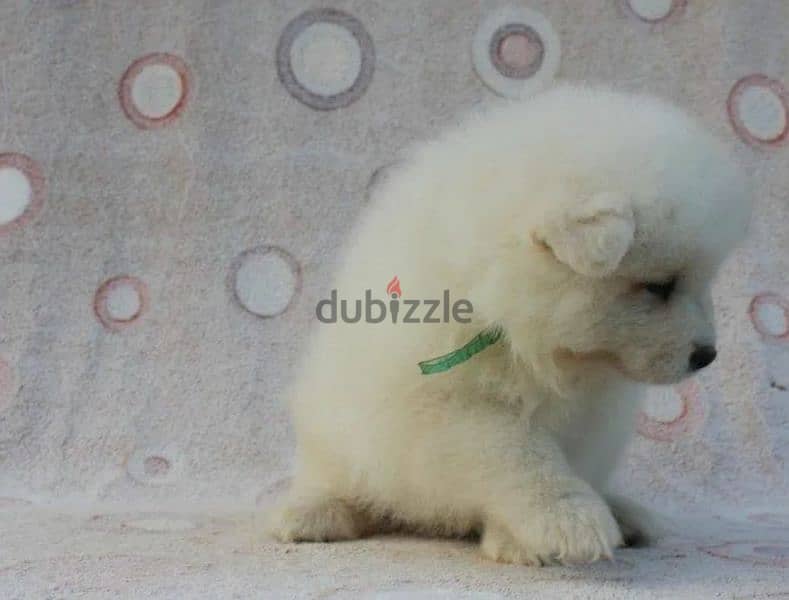 Samoyed puppies Males Documents FCI From Russia 5