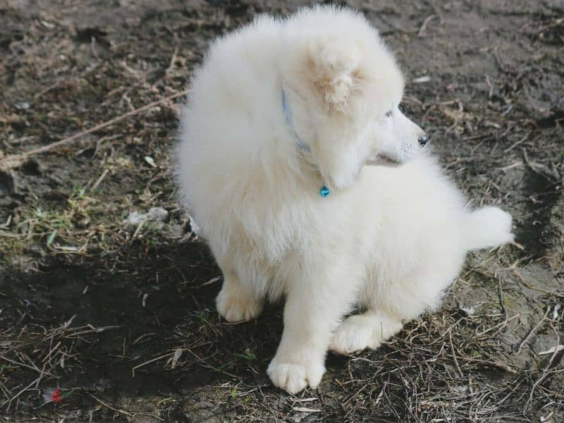 Samoyed puppies Males Documents FCI From Russia 6