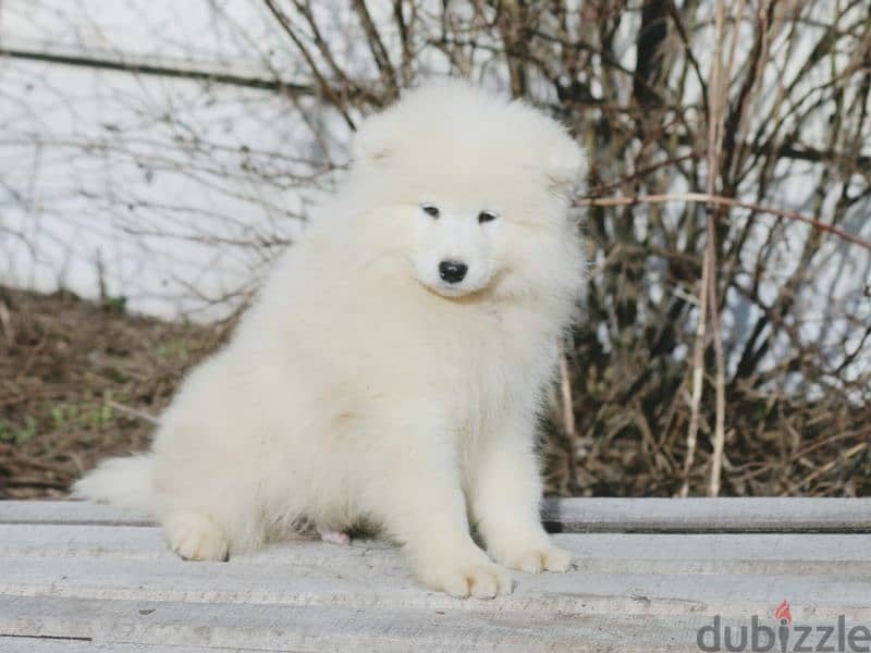 Samoyed puppies Males Documents FCI From Russia 7