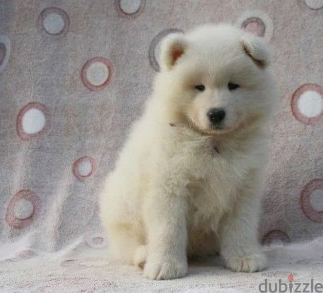 Samoyed puppies Males Documents FCI From Russia 8