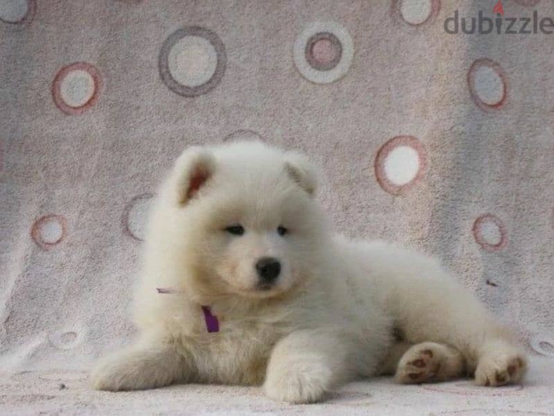Samoyed puppies Males Documents FCI From Russia 9