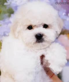 Puppet Bichon frise Male From Russia