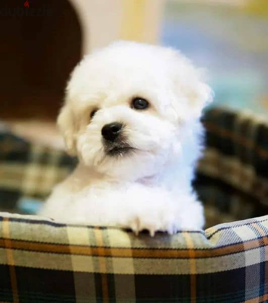 Puppet Bichon frise Male From Russia 1