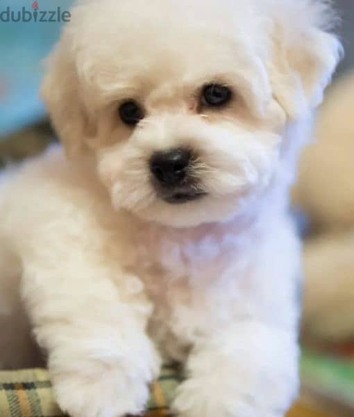 Puppet Bichon frise Male From Russia 2