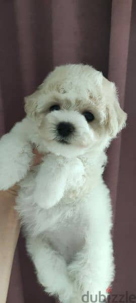 Puppet Bichon frise Male From Russia 3