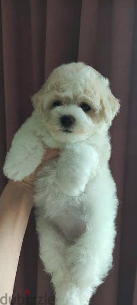 Puppet Bichon frise Male From Russia 4