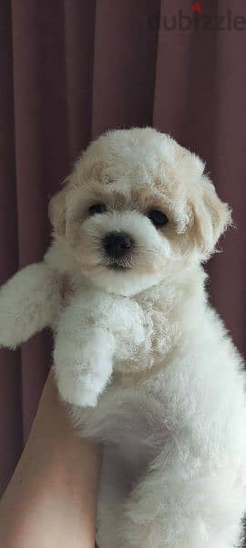 Puppet Bichon frise Male From Russia 5