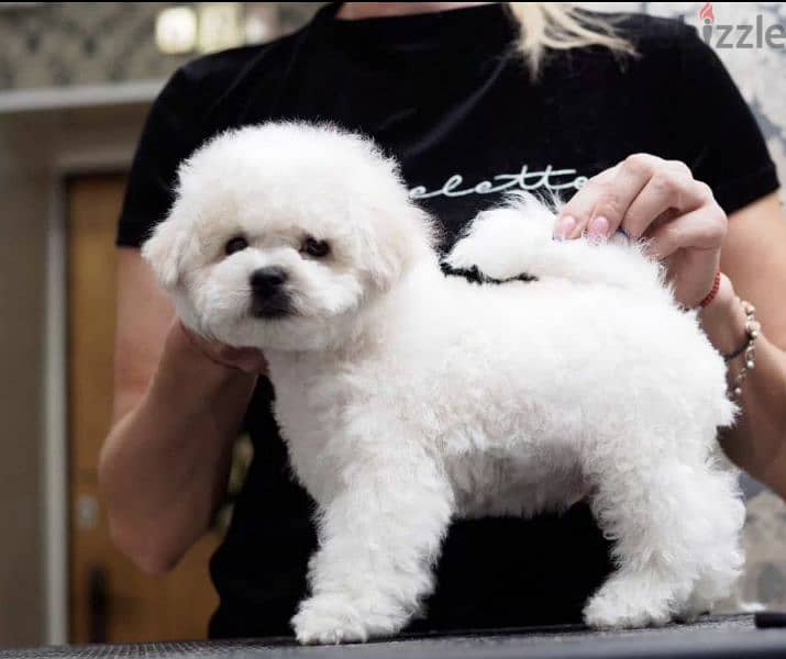 Puppet Bichon frise Male From Russia 6