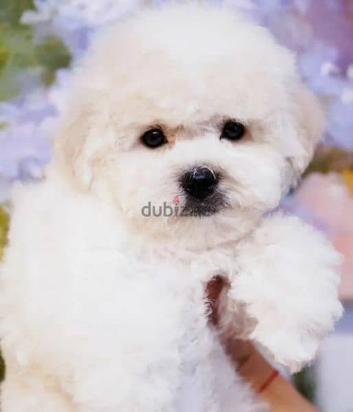 Puppet Bichon frise Male From Russia 7