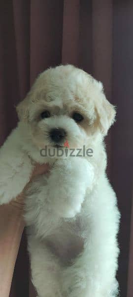 Puppet Bichon frise Male From Russia 8