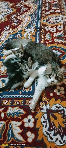 قطة خليط و اولادها 4 1
