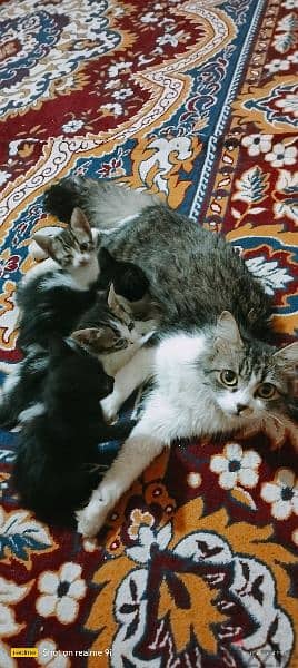 قطة خليط و اولادها 4 3