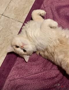 Persian male cat for adoption