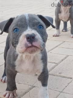 pitbull  puppy