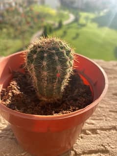 hedgehog cactus