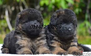puppies German shepherd pure male and female جراوي جيرمن 0