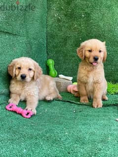 top quality of golden retriever puppies