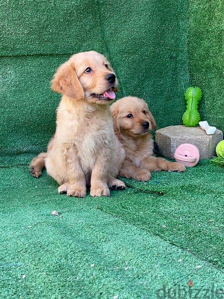 top quality of golden retriever puppies 2