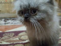 قطة بيرشن هيمالايا شوكليت