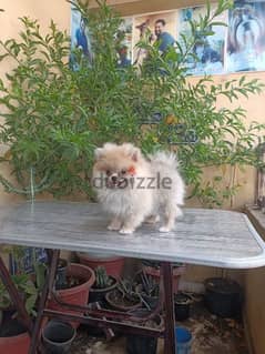 Pomeranian puppy female vaccinated 54 days vaccinated بوميرانيان 0