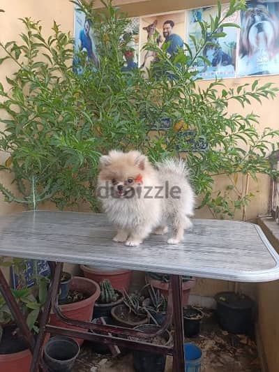 Pomeranian puppy female vaccinated 54 days vaccinated بوميرانيان