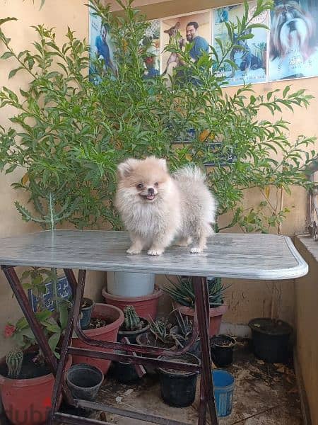 Pomeranian puppy female vaccinated 54 days vaccinated بوميرانيان 1