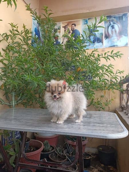 Pomeranian puppy female vaccinated 54 days vaccinated بوميرانيان 2