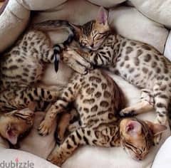 Bengal Kittens قطط بنغالي صغيرة 0