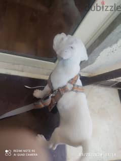 doggo Argentino for sell in Egypt for 5k 0