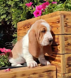 Cute Basset hound Puppy Male From Russia
