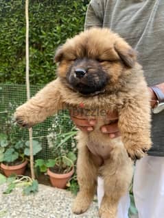 Chow Chow puppies تشاو تشاو