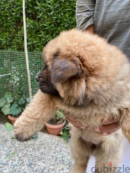 Chow Chow puppies تشاو تشاو 2