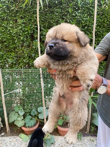 Chow Chow puppies تشاو تشاو 3
