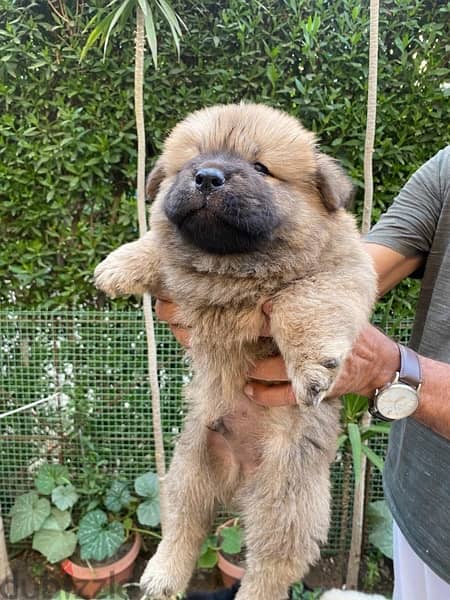 Chow Chow puppies تشاو تشاو 4