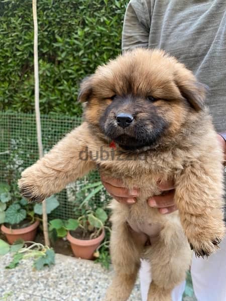 Chow Chow puppies تشاو تشاو 6