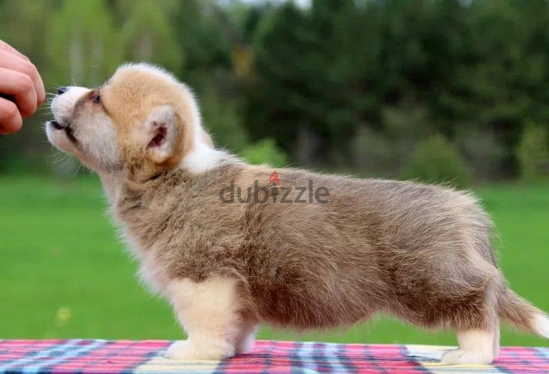 Pembroke Welsh Corgi Puppy Male From Russia 1