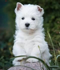 west highland white terrier Male From Russia