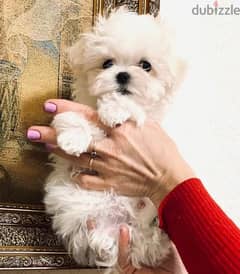 Maltese Puppy Boy from Russia