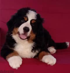 Bernese mountain dog Boy With FCI documents
