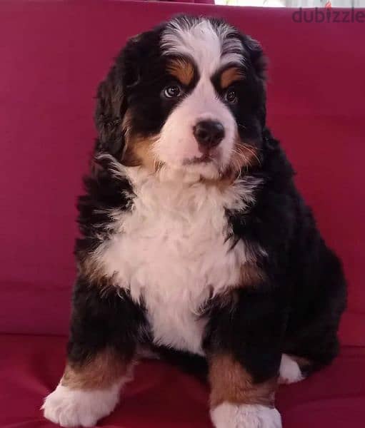 Bernese mountain dog Boy With FCI documents 1
