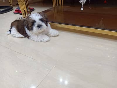 شيتزو بيكنواه بومرنيان بوديل shihtzu puppies
Very high quality