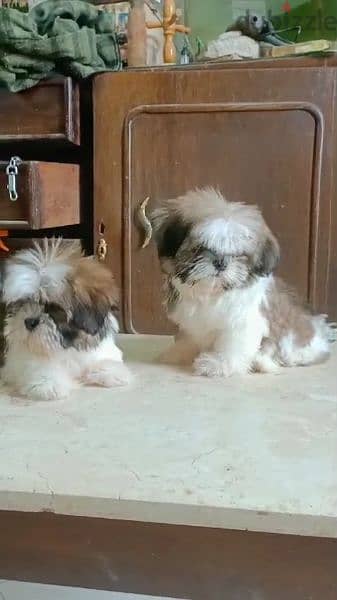 Shihtzu male puppies 2 months vaccinated  شيتزو اب وام مستوردين