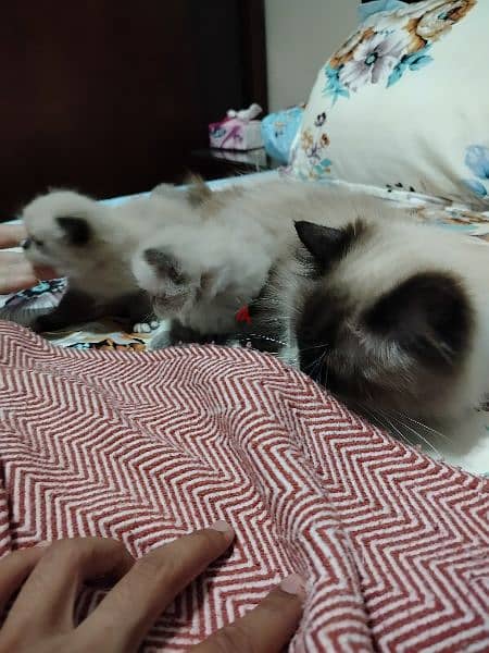 كيتن راغدول بيور عمر 45 يوم kitten ragdoll 1