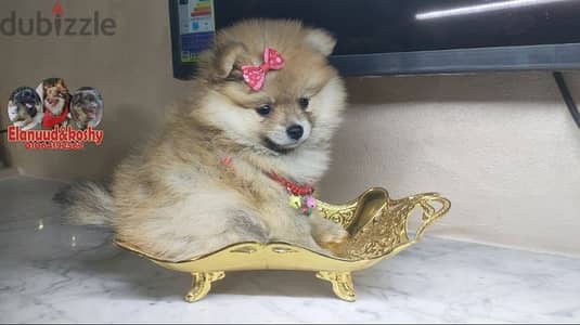 Pomeranian