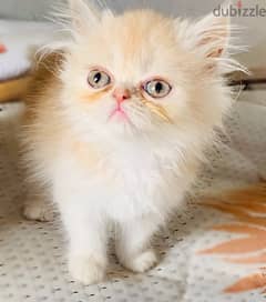 fluffy cute kitten