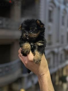 Yorkshire puppy